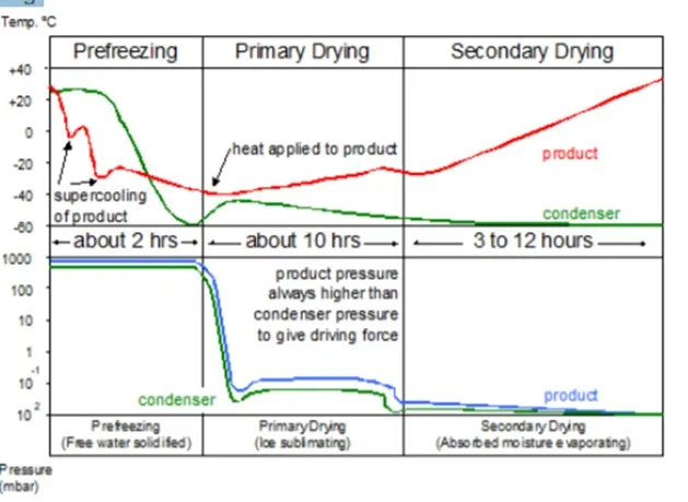 freeze drying process
