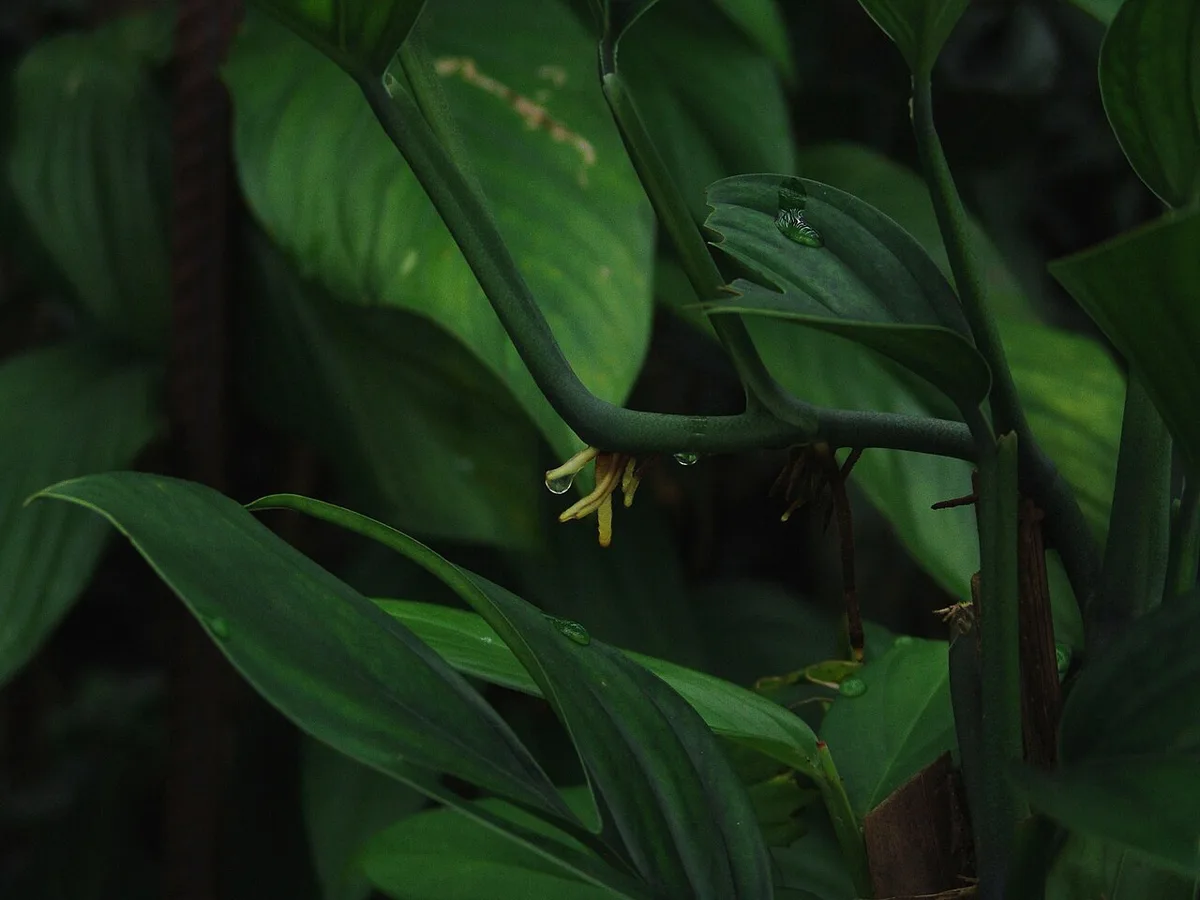Aerial Roots