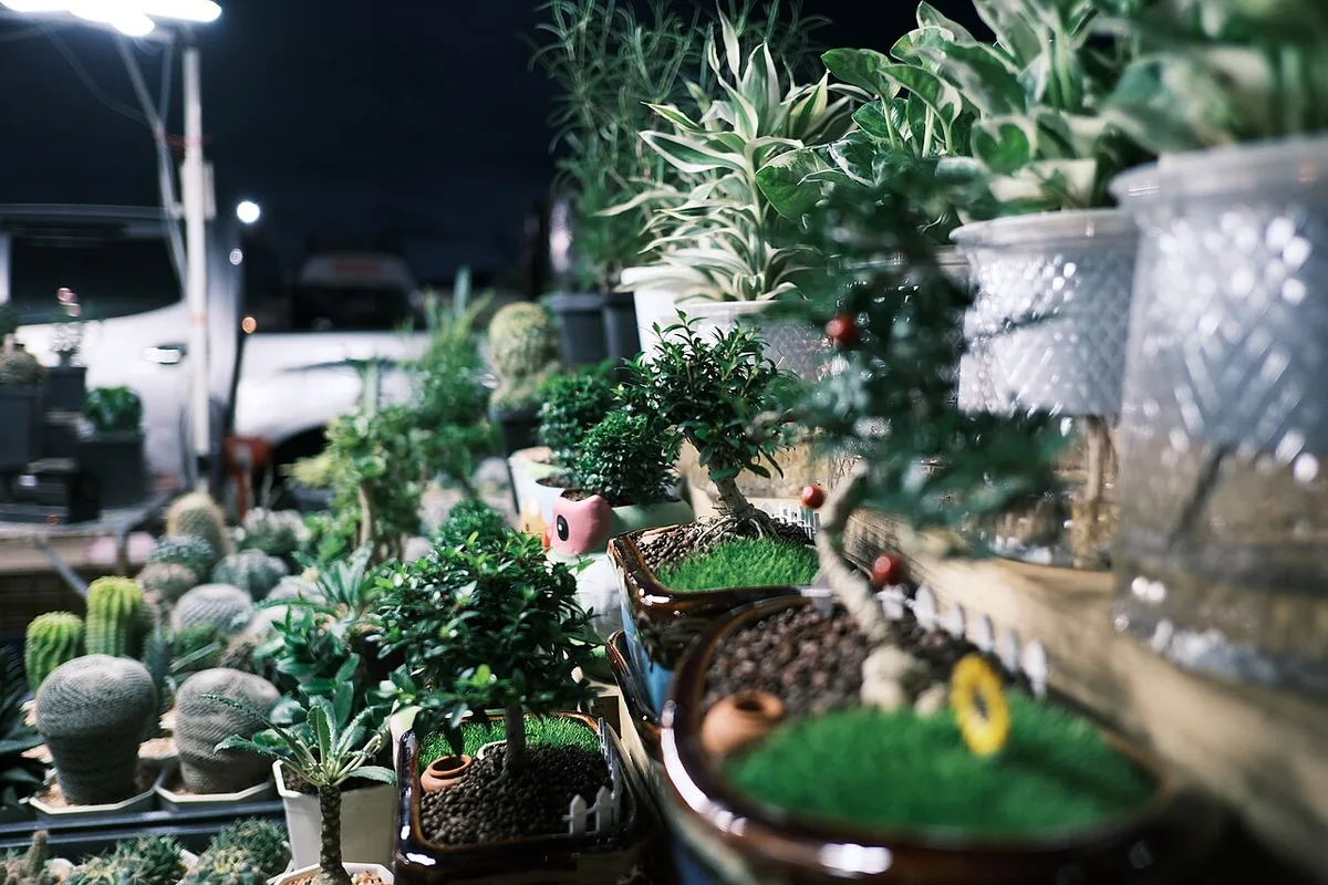 ZZ Plant Light Requirements: How Much Is Too Much?