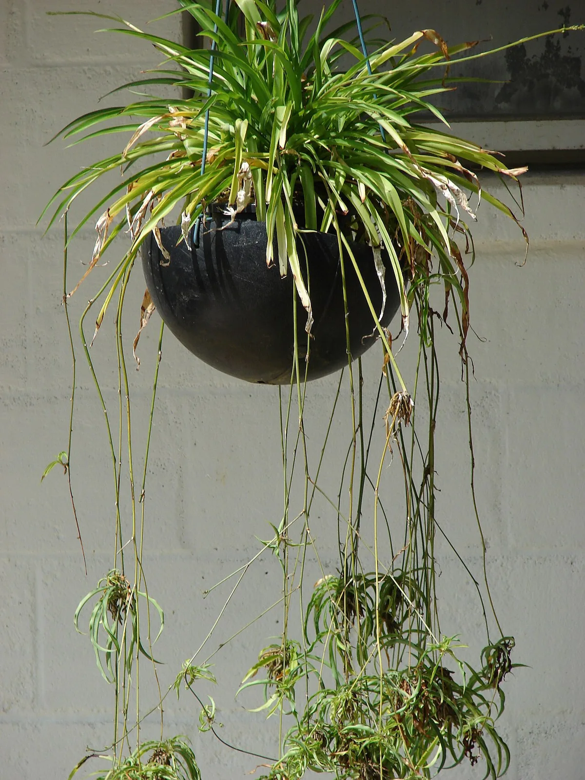 Surprising Spider Plant Benefits You’ll Love