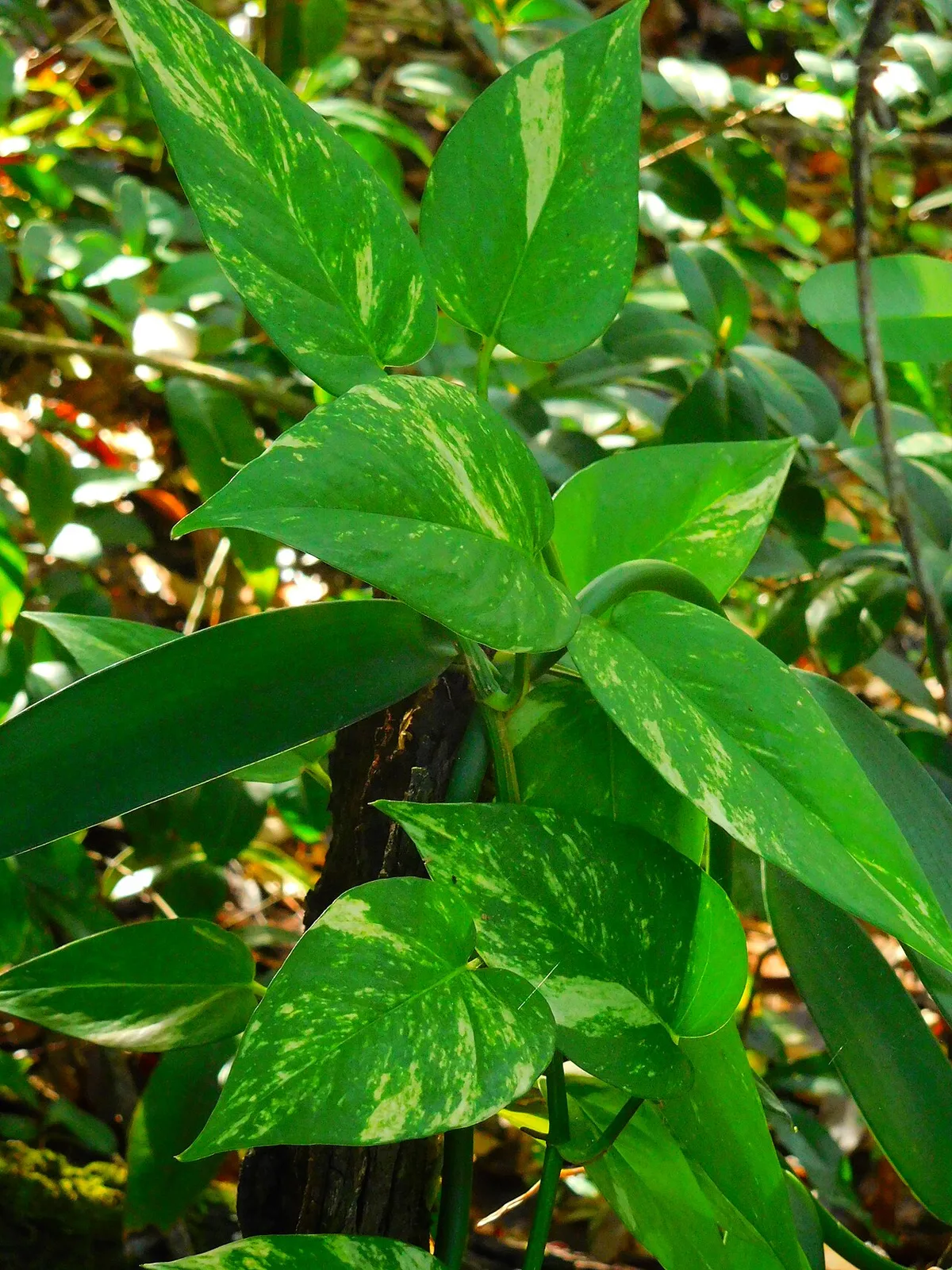 Pothos Plant Care: 5 Tips for Lush, Healthy Vines
