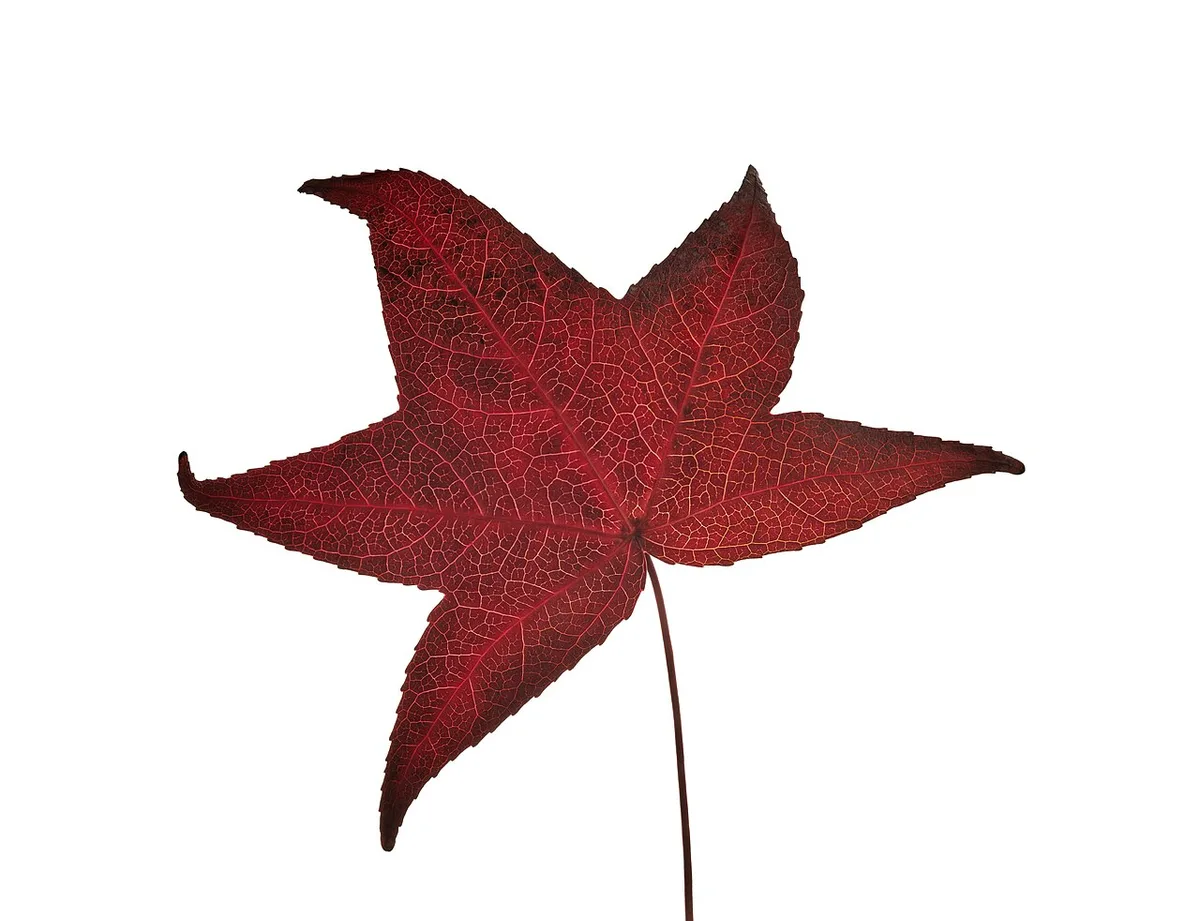 leaf location