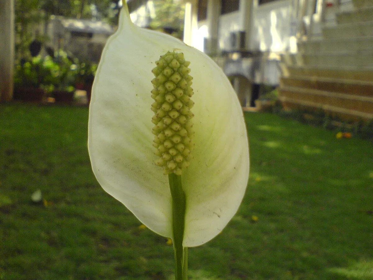 Peace Lily Care: How to Grow and Bloom This Easy Plant