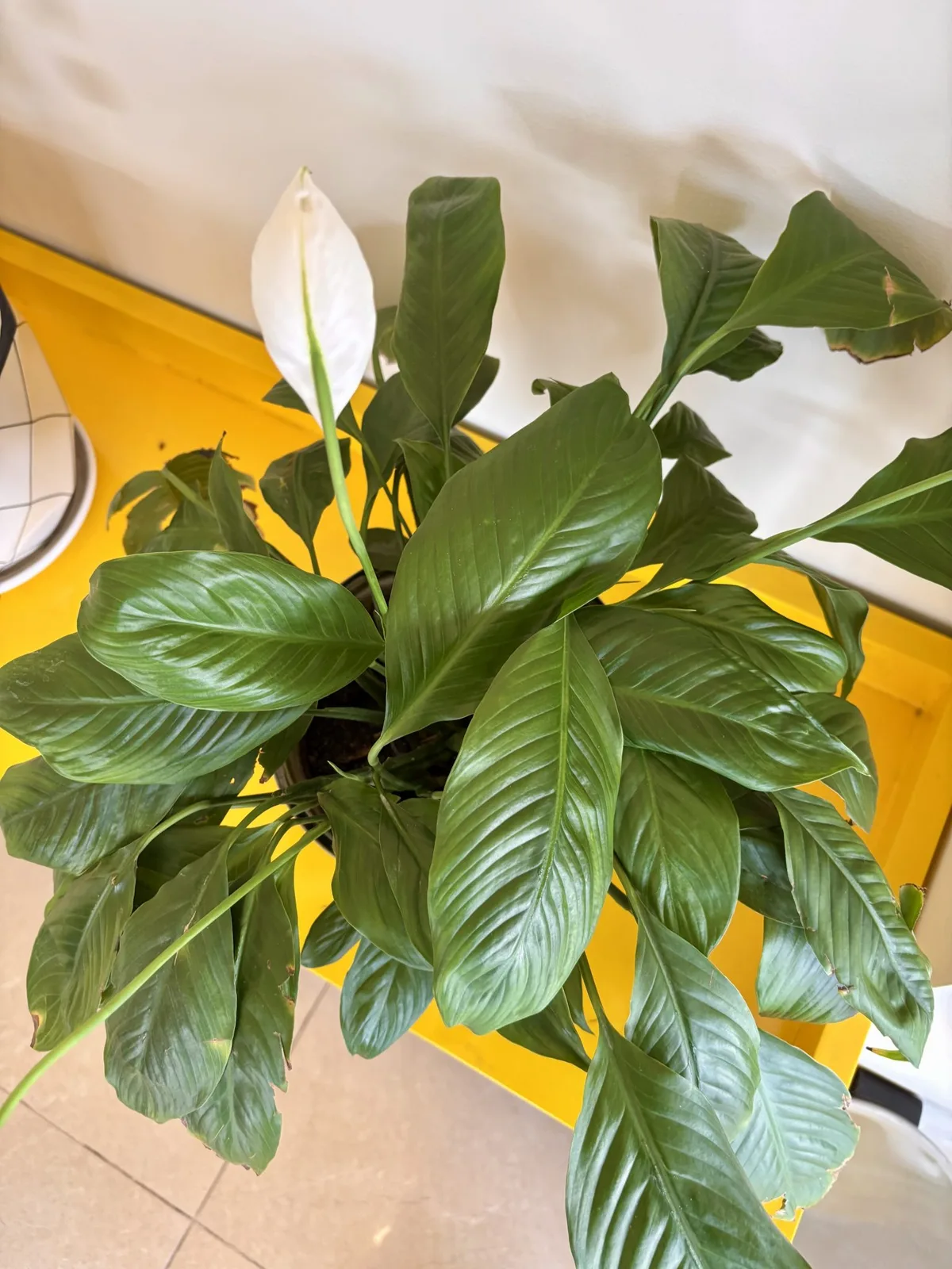 Peace Lily Leaves Turning Yellow? Do This Now