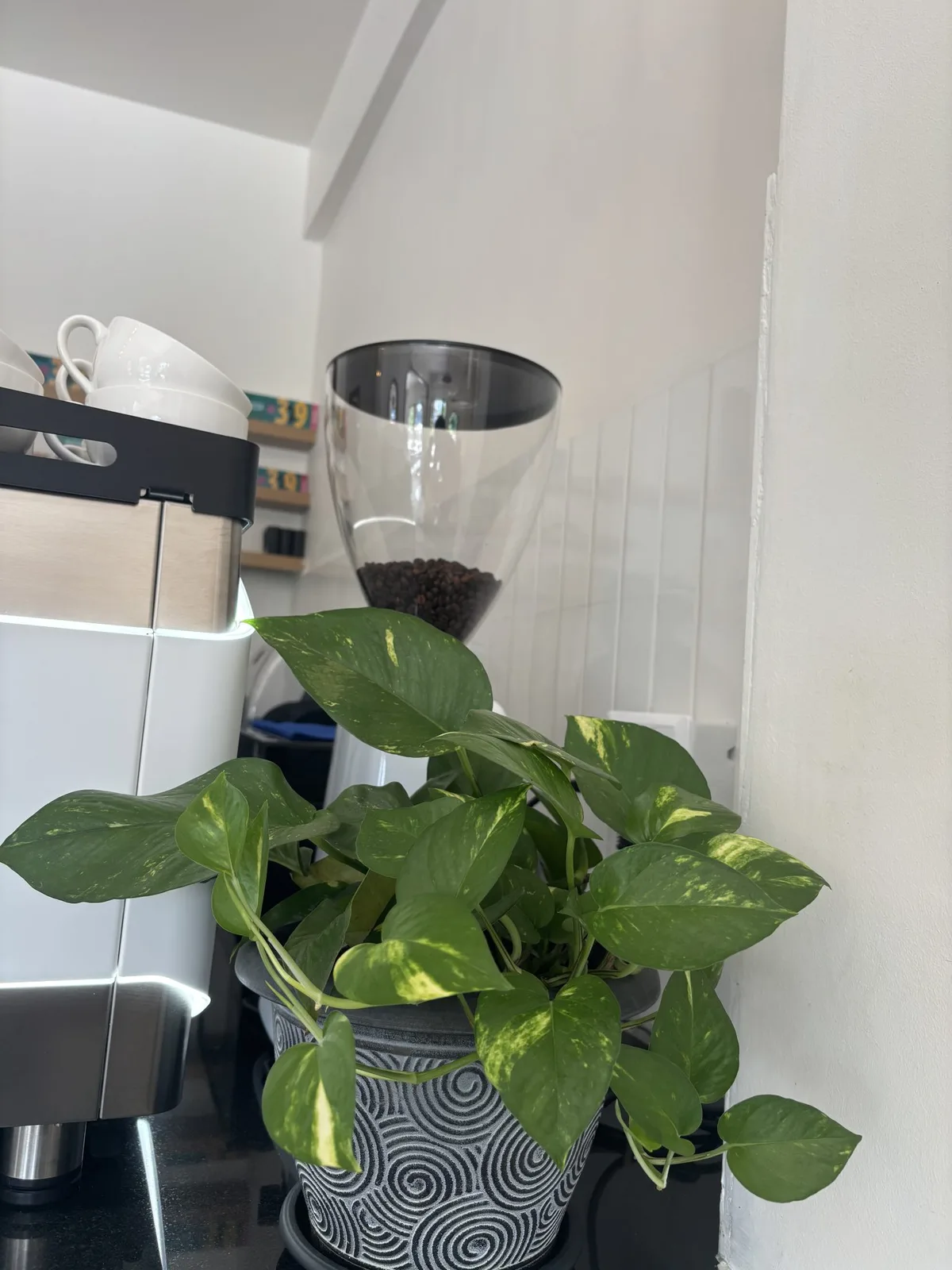 Why Are My Pothos Leaves Yellow? 6 Causes & Fixes