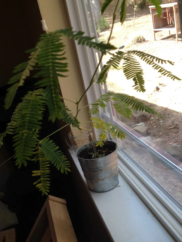 root rot