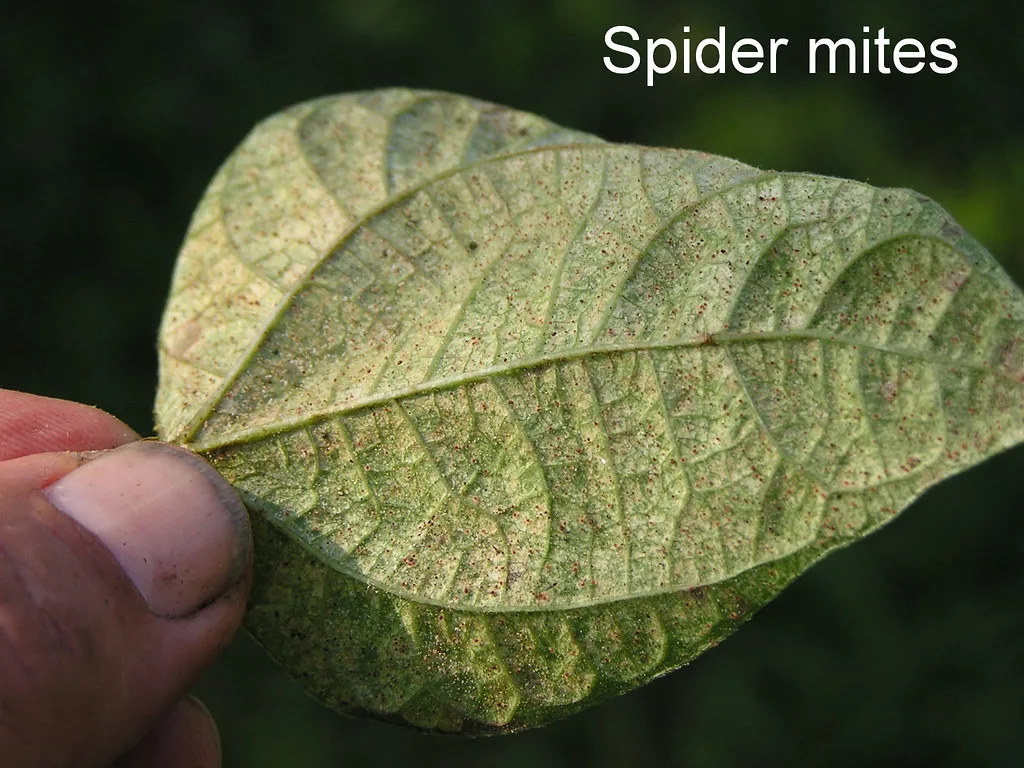 Spider Mites
