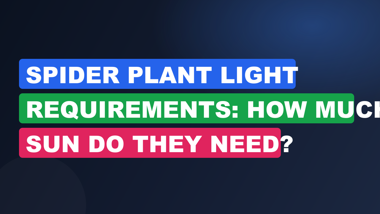 Spider Plant Light Requirements: How Much Sun Do They Need?