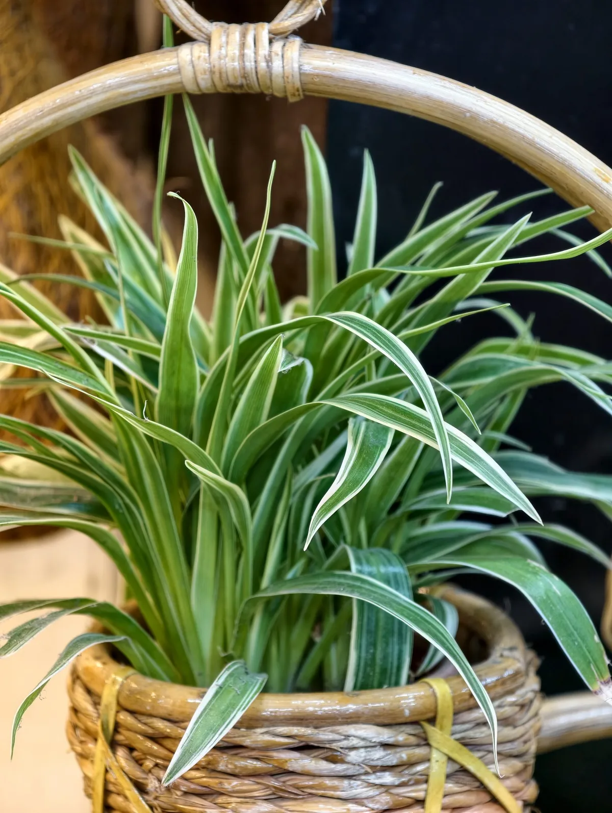 Spider Plant