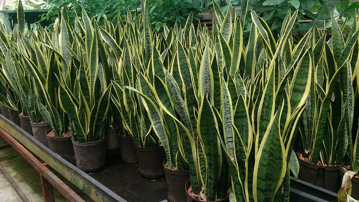 Snake Plant Propagation: 3 Simple Ways to Grow New Plants